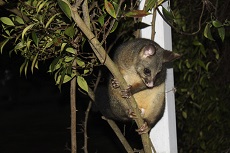 A possum in a tree