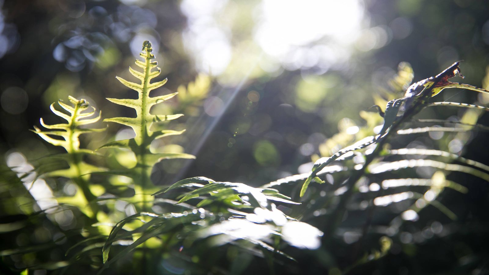 Ferns in the sunlight