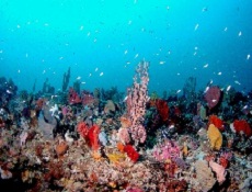 sponge reef