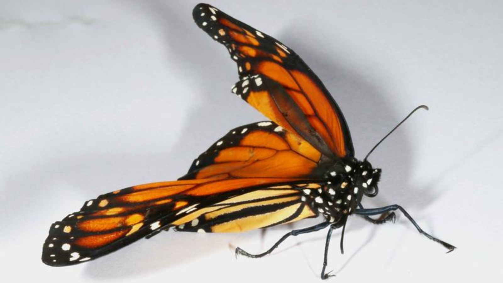 Monarch butterflies increasingly plagued by parasites, study shows