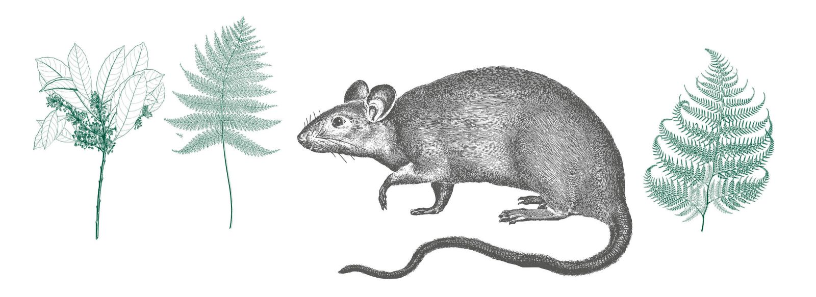 Line art illustration of a rat and ferns.
