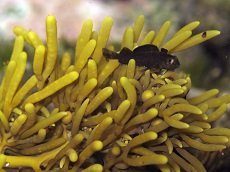 A common triplefin