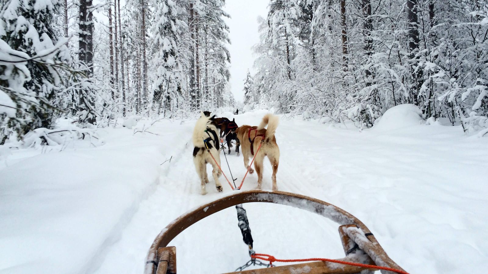 A view from the front of a sled of husky sledding in a snowy landscape in Lapland, Finland.