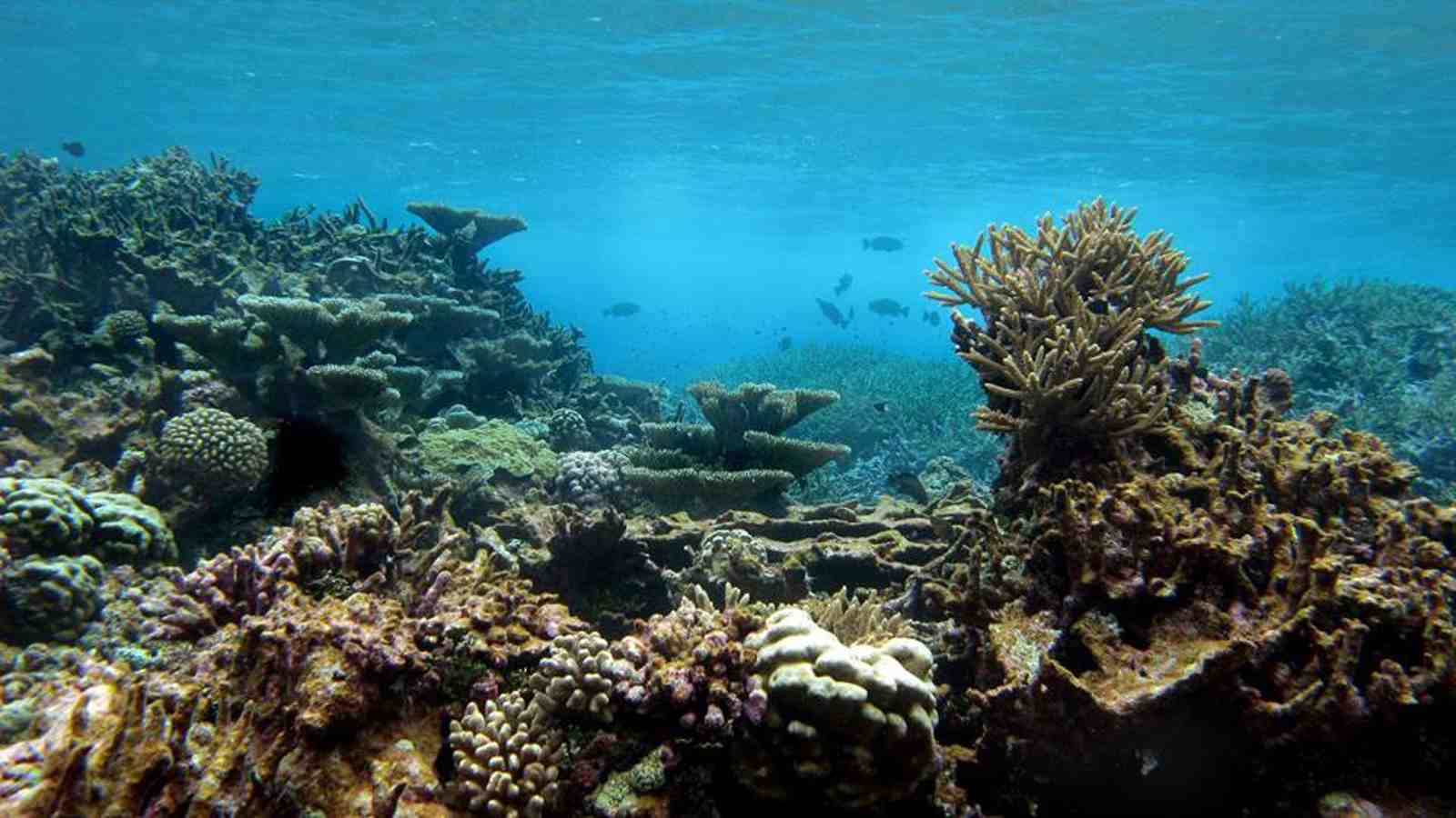 A grim future for coral reefs—why it matters for New Zealand | News ...