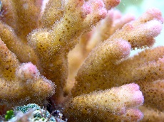 The coral Pocillopora damicornis (the study species studied in Shaun's research