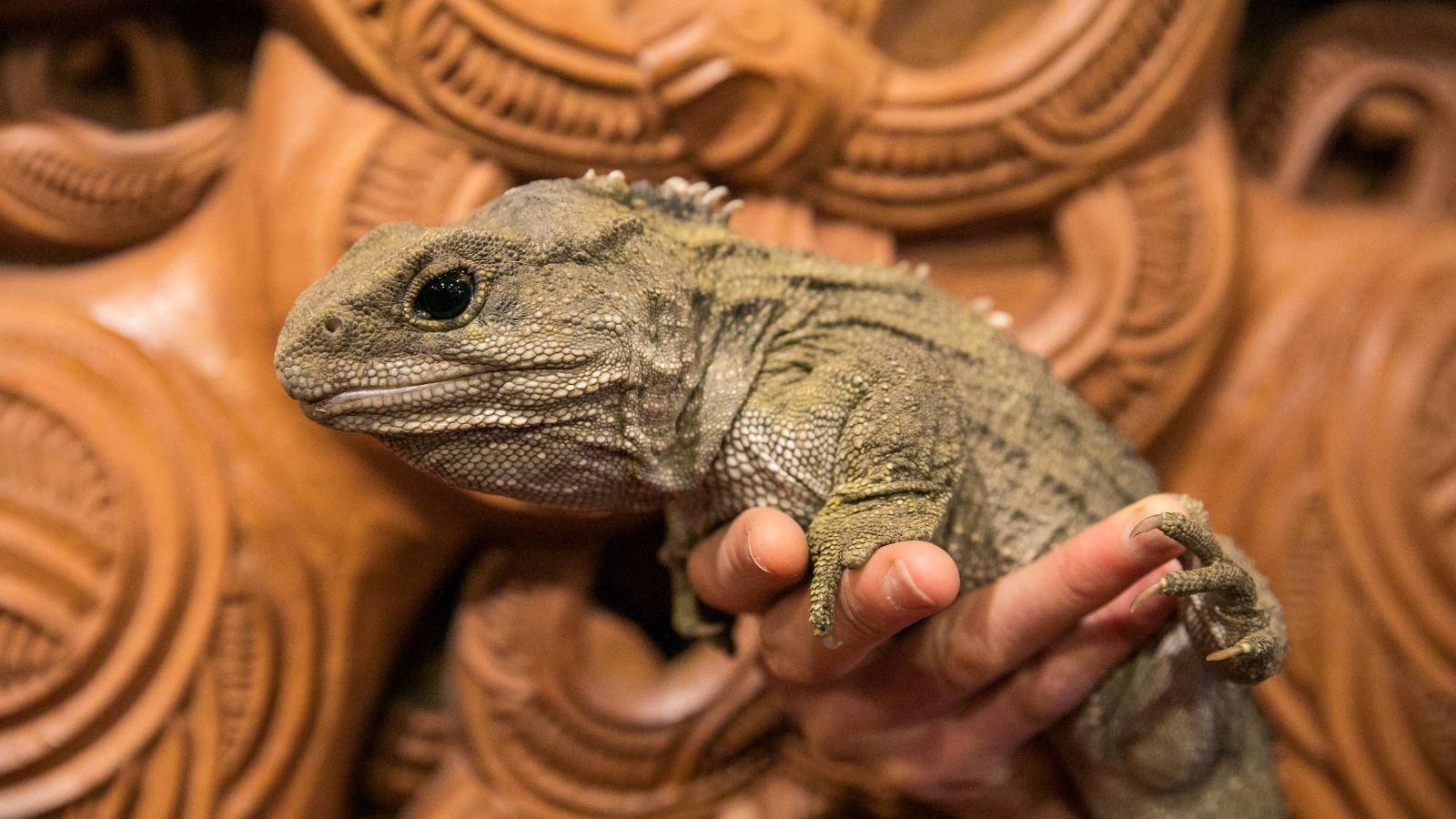 A tuatara is held in front of a Māori carving