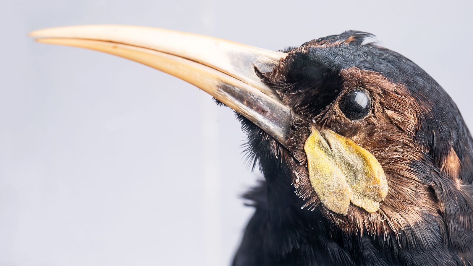 A close up view of the head and beak of a preserved Huia bird.