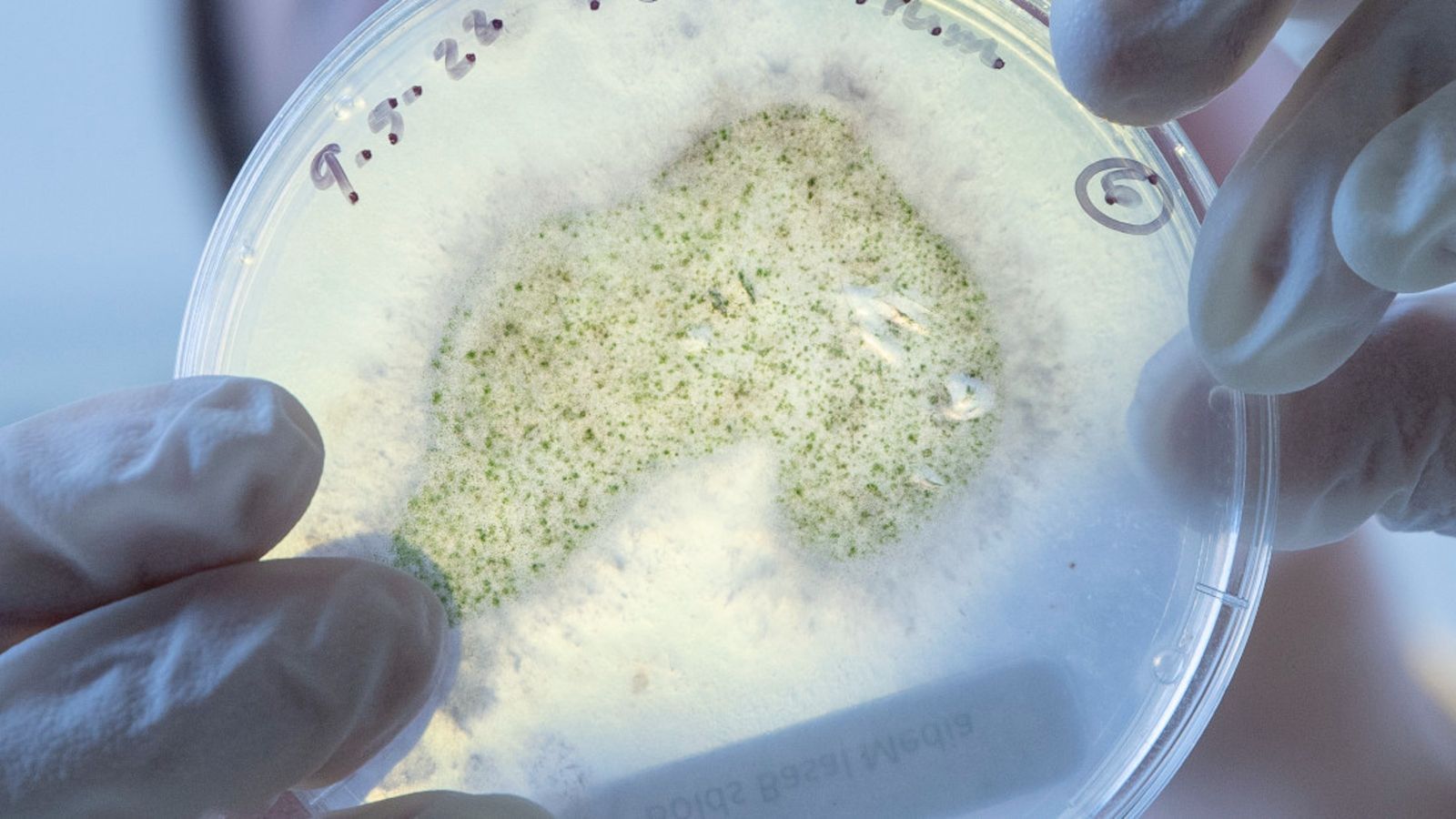 Close up of a petri dish held in gloved-hands