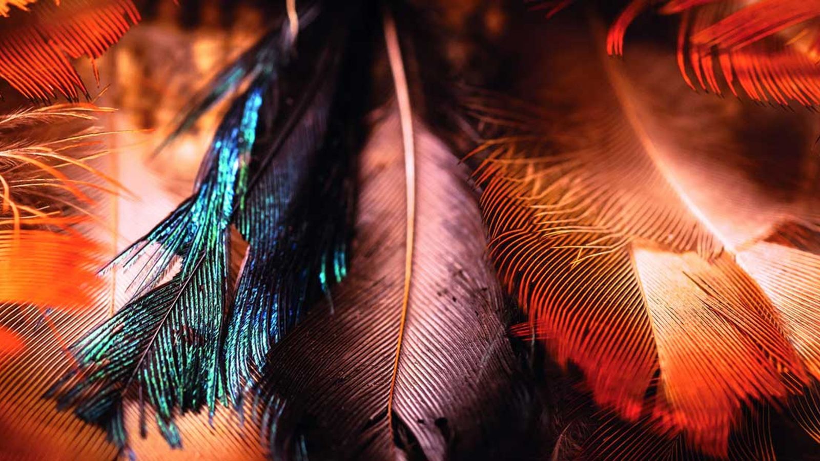 Three coloured feathers possibly a detail from a cloak.