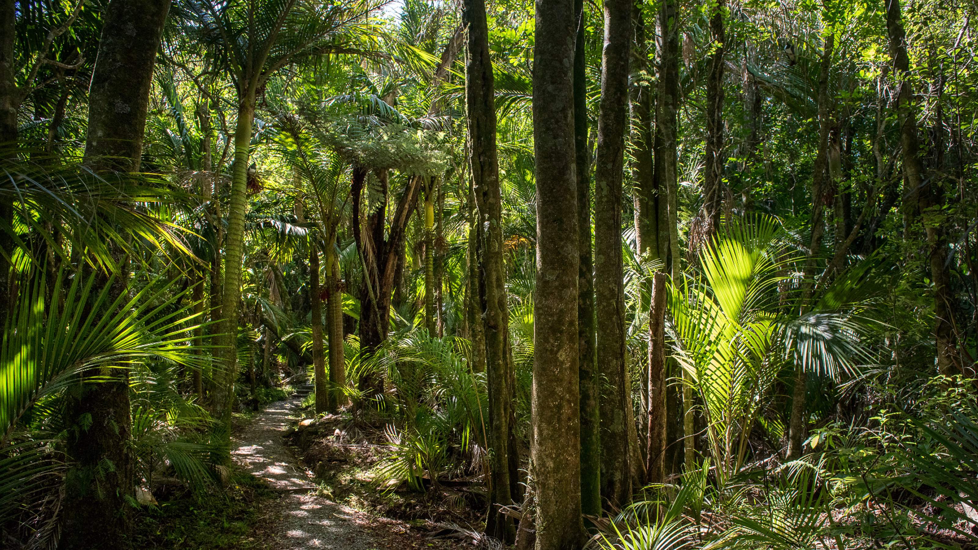 Interior view of dense forest with palm trees and native NZ trees