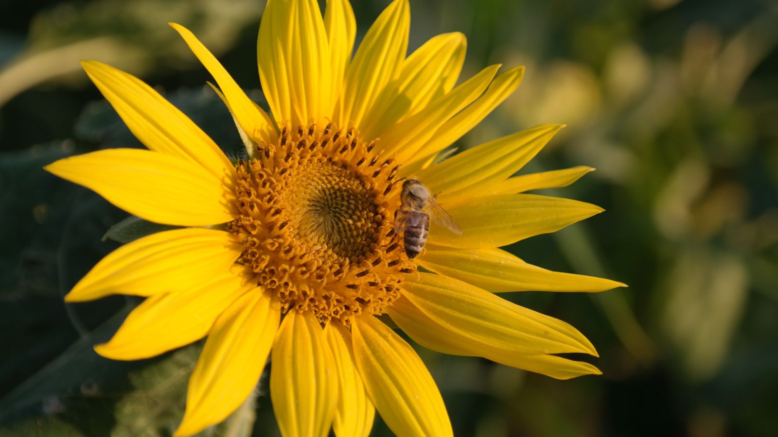 Honey bee on yellow flower 