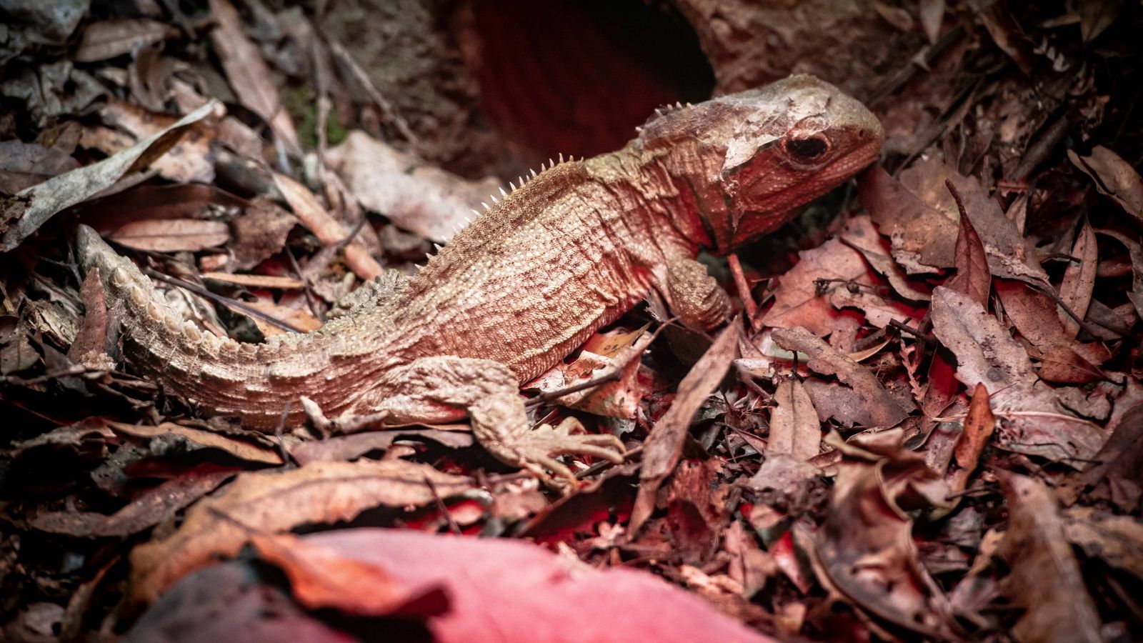 Tuatara on brown leaves