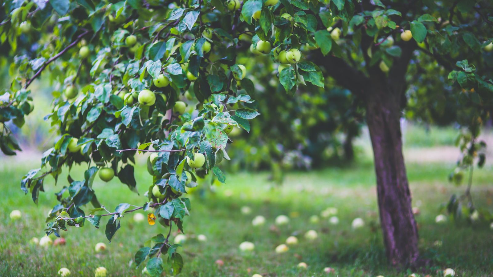 Apple tree with fallen apples on grass