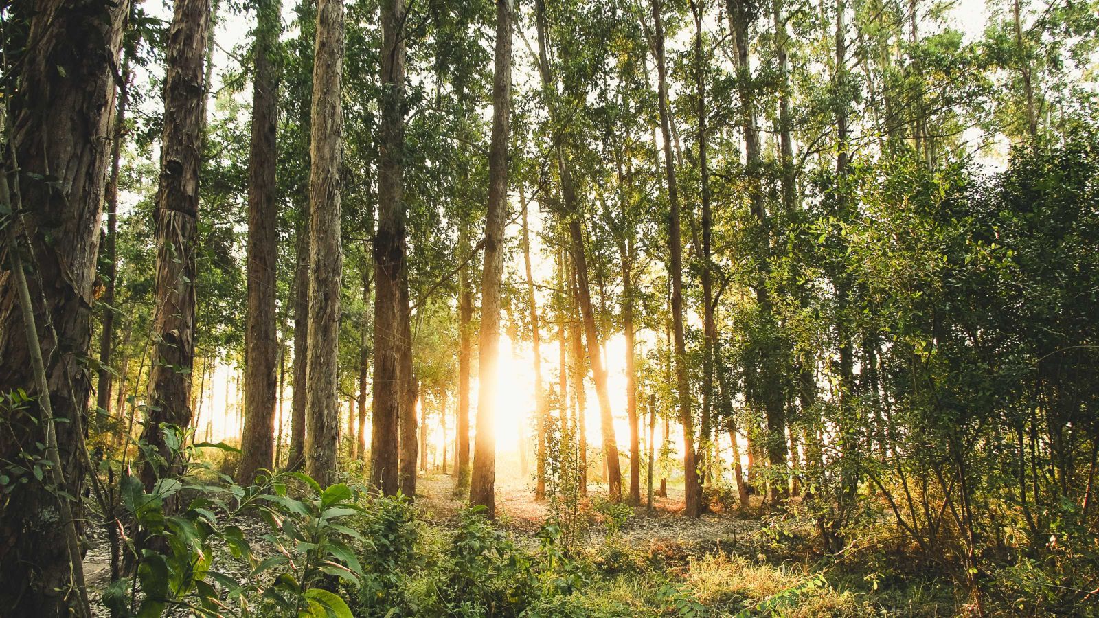 Tall trees with sunlight in the distance