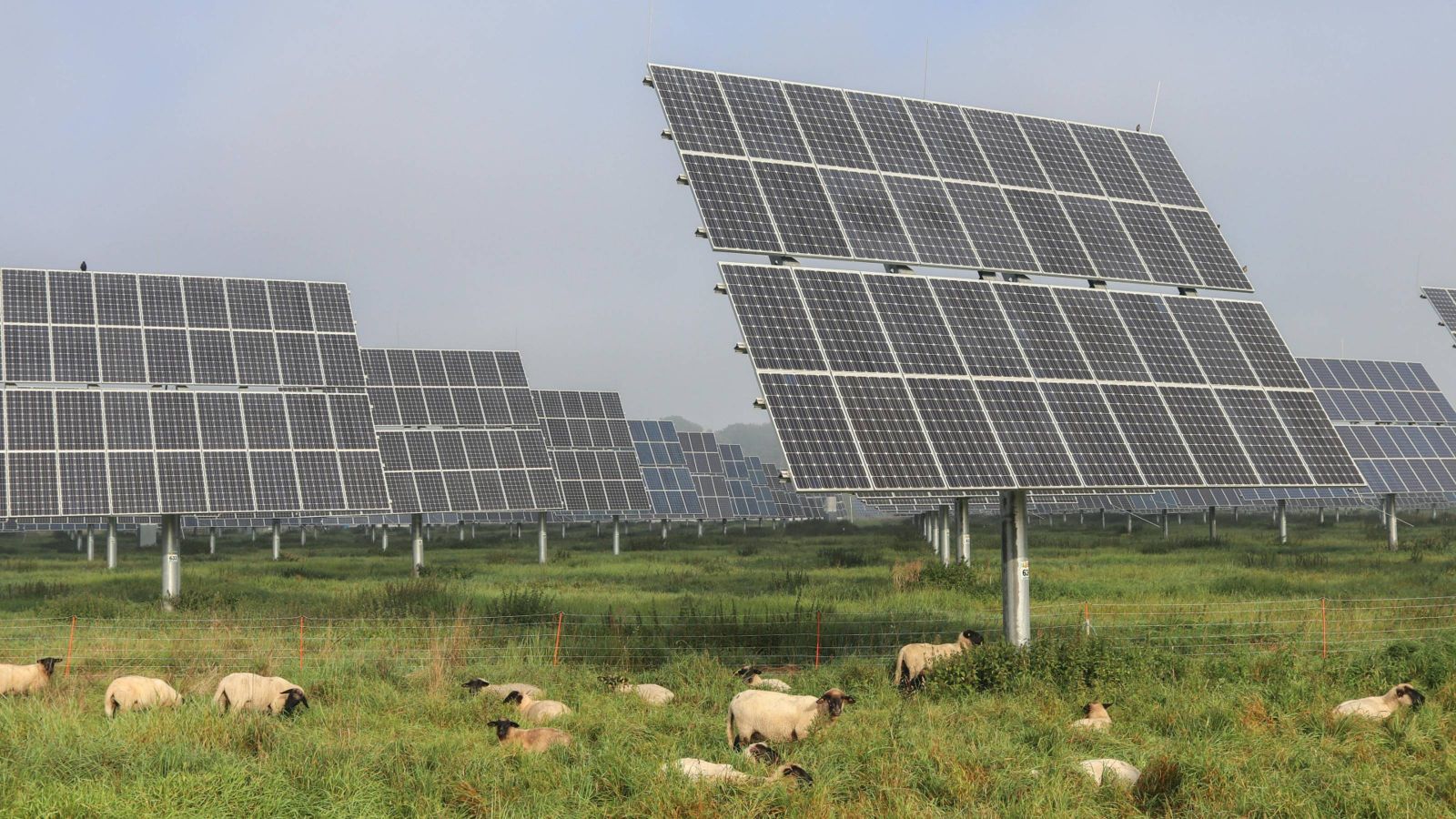 Sheep grazing under solar panels 
