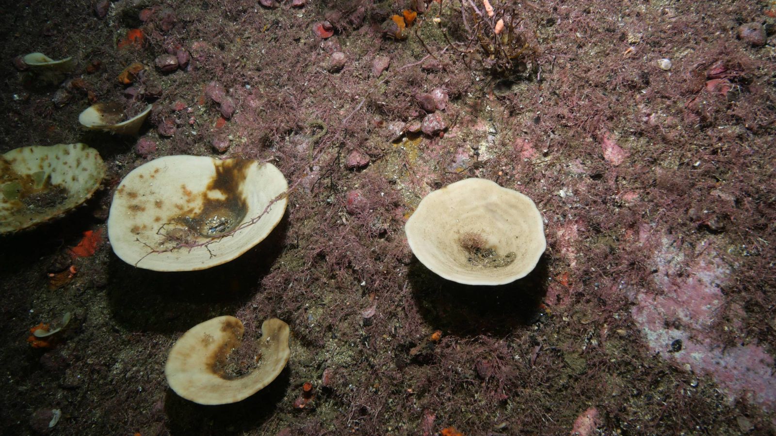 Bleached sponges on sea floor