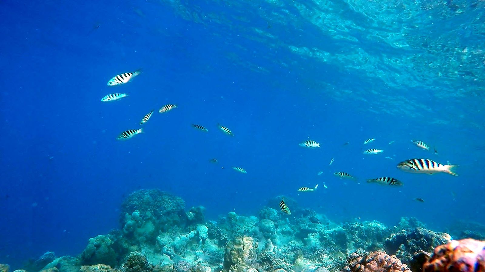 Sixbar wrasse swimming in the ocean