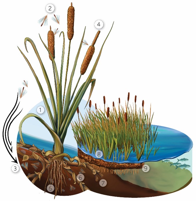 Drawing showing parts of raupō plant 