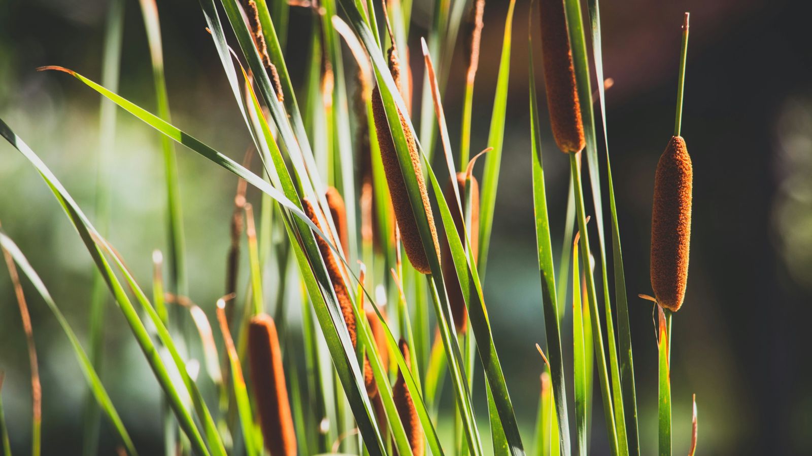 Close up photo of green leaves of plant 