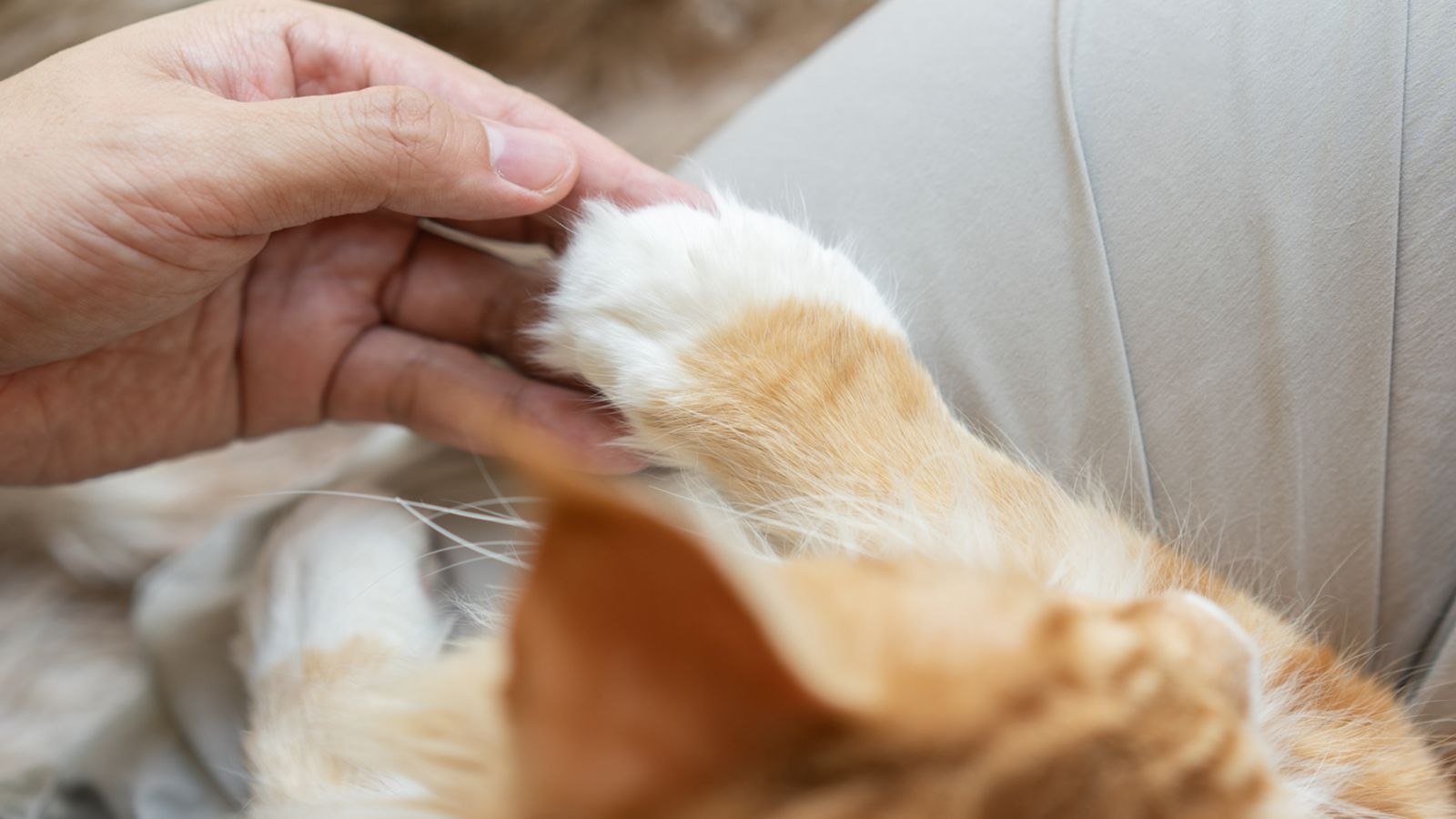 Human hand holding cat paw