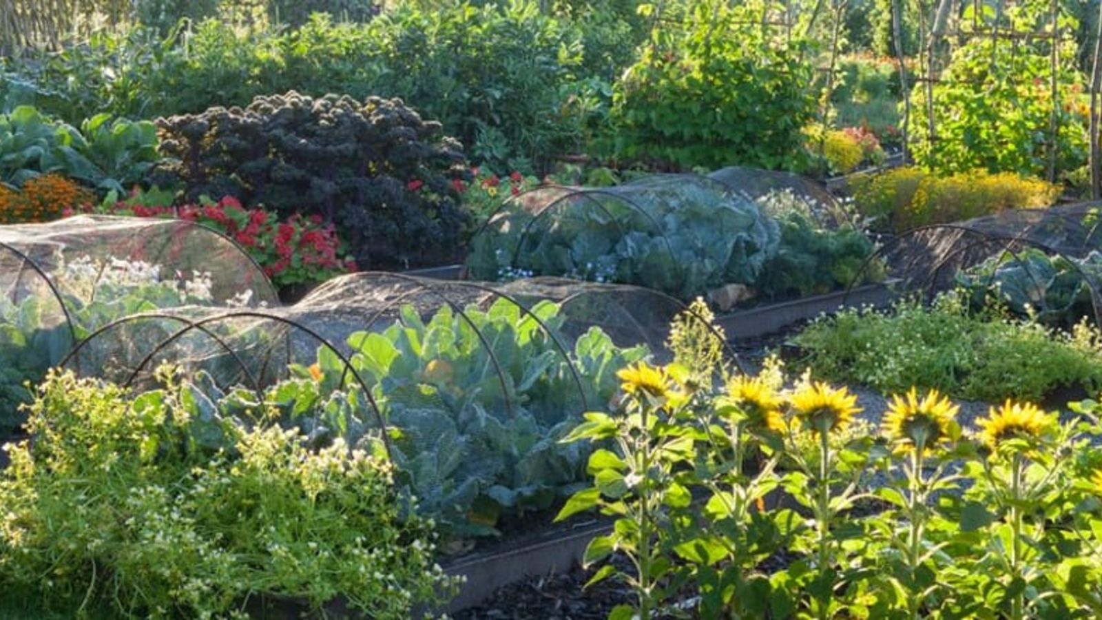 A vegetable garden. 